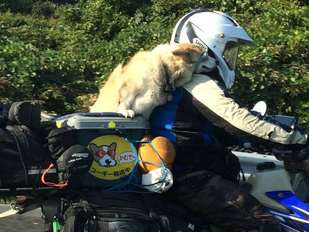 今日から再開です
